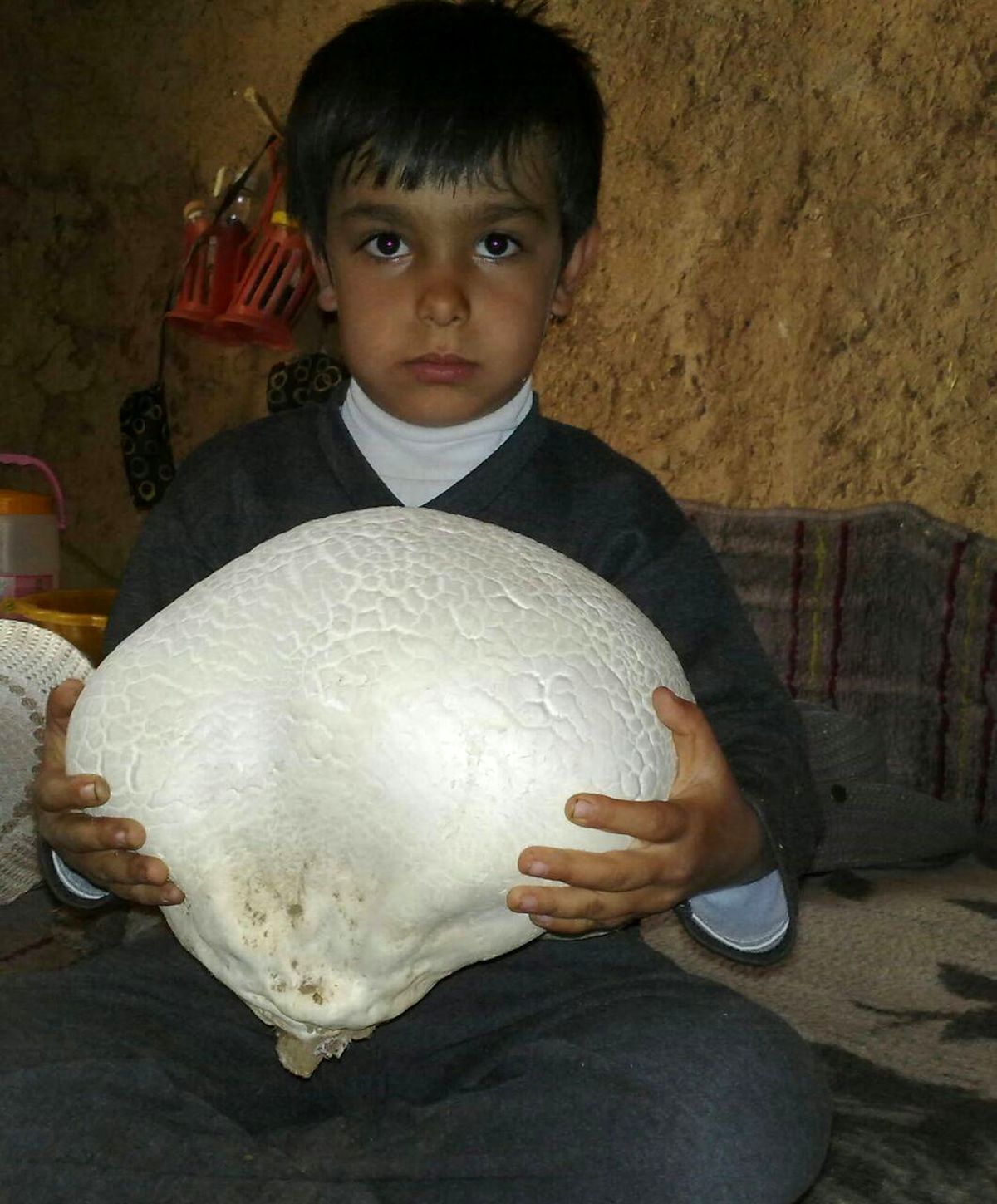 قارچ ۱۲ کیلویی در روستای تازناب +عکس