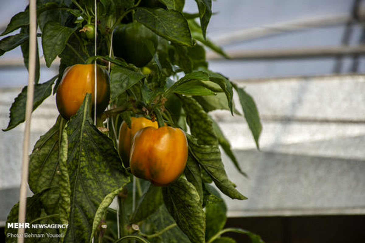 تصاویر: برداشت محصول گلخانه ای در چهار فصل