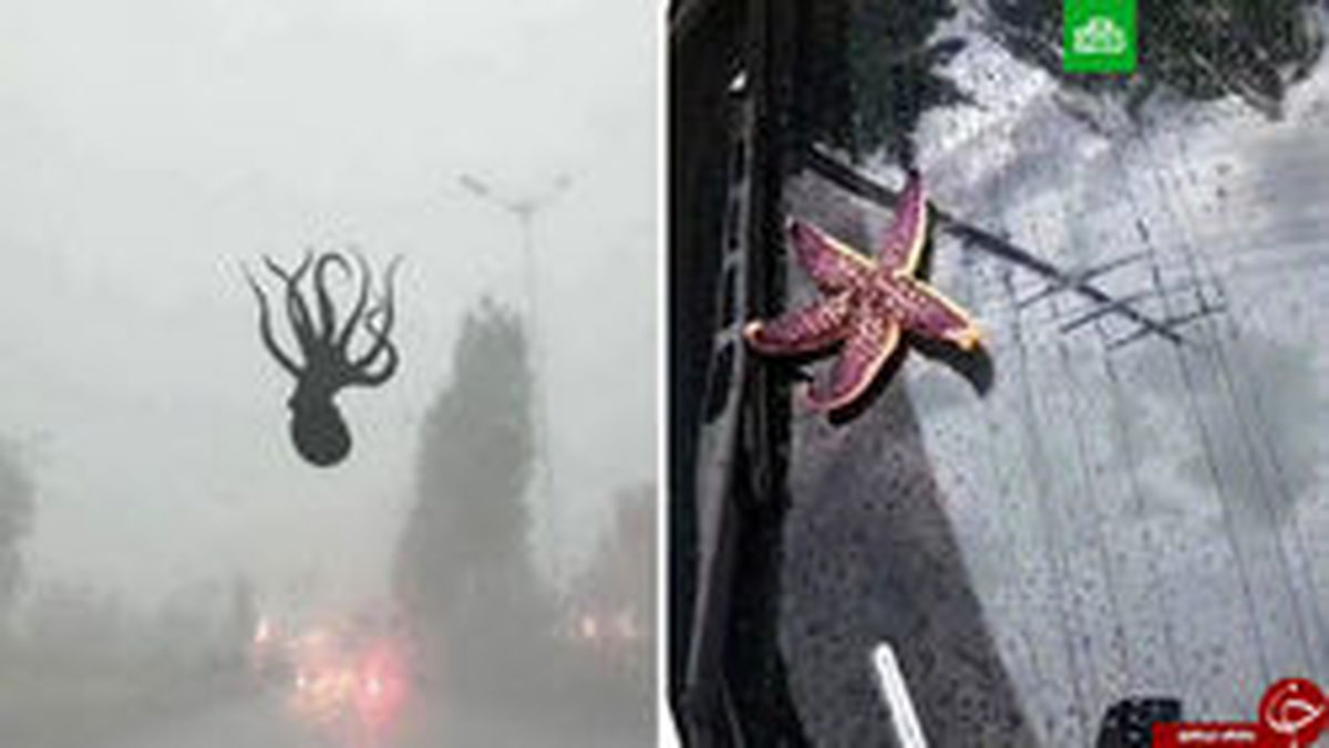 بارش جانوران از آسمان چینی‌ها راغافلگیر کرد +تصاویر