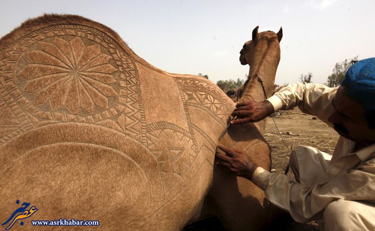 عکس: هنرنمایی بر روی شتر