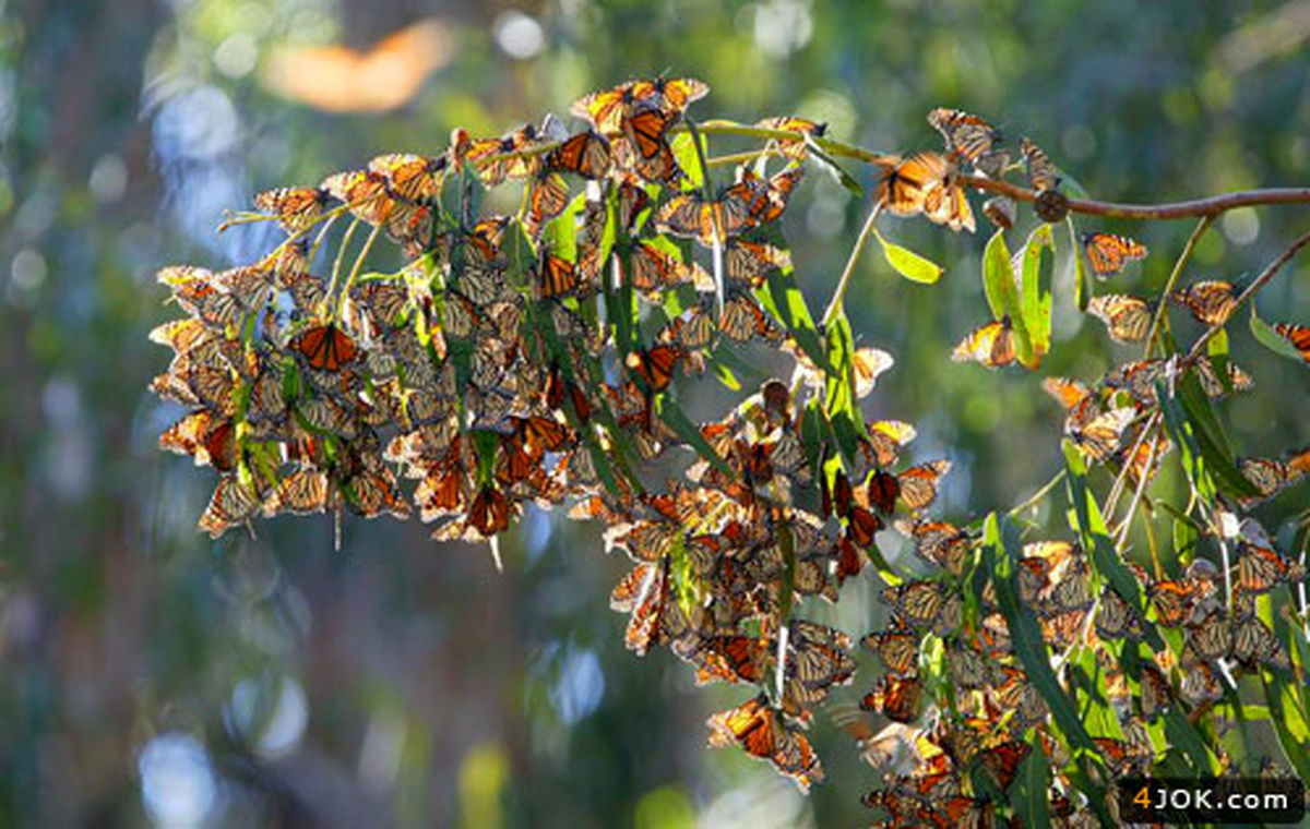 درخت پروانه! /عکس