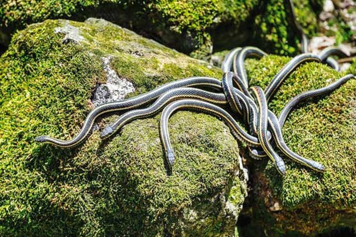 عکس: گره خوردن مارها