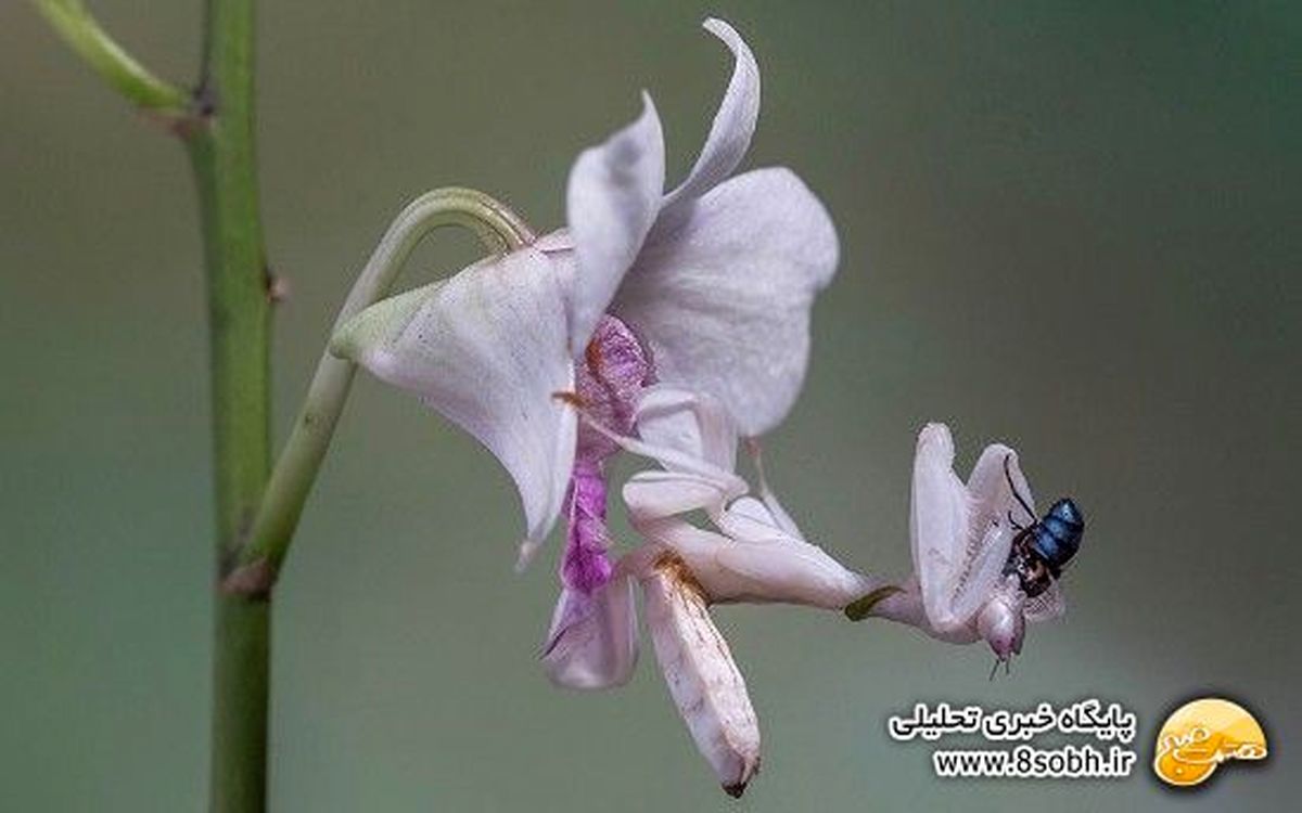 دیدن این تصویر را از دست ندهید