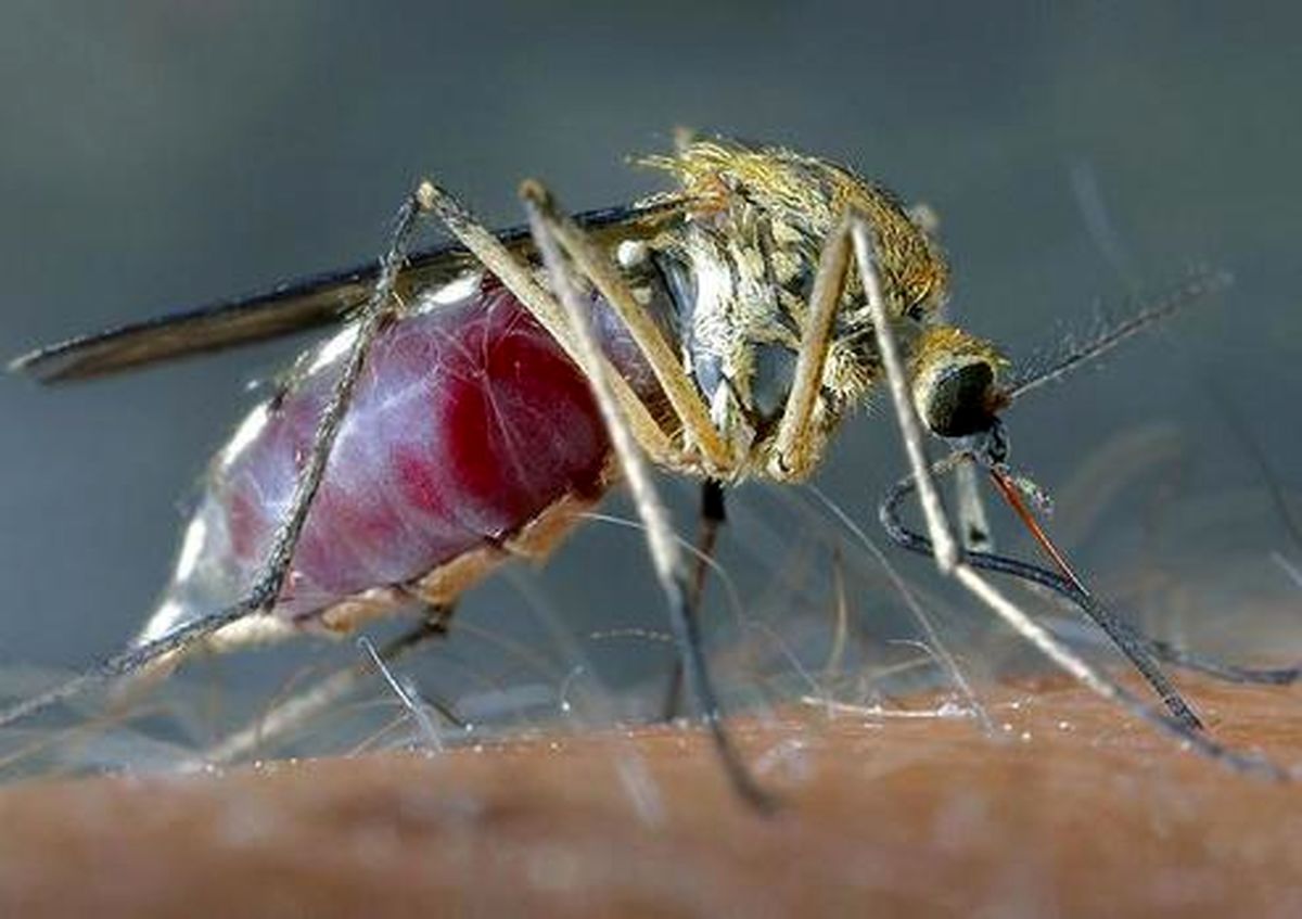 لحظه مکیده شدن خون انسان توسط پشه +عکس