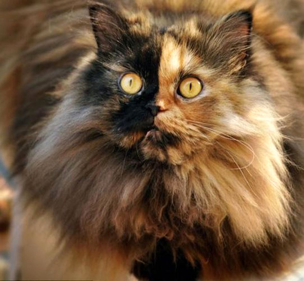 تصاویر/ گربه دوچهره!