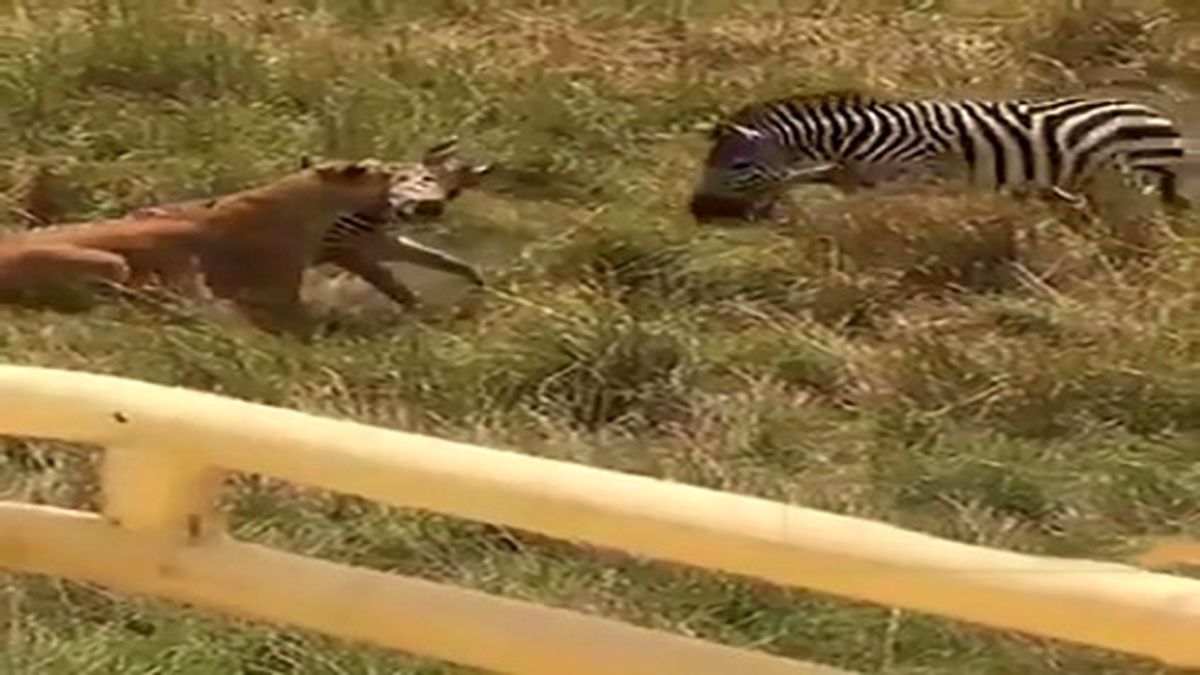 شجاعت یک گورخر در نجات فرزندش از دهان شیر +فیلم