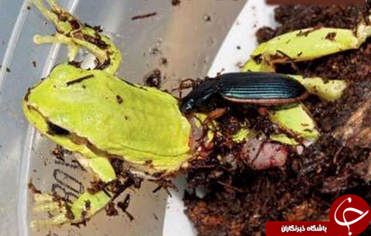 بی رحم ترین و ترسناک ترین حشره جهان +عکس