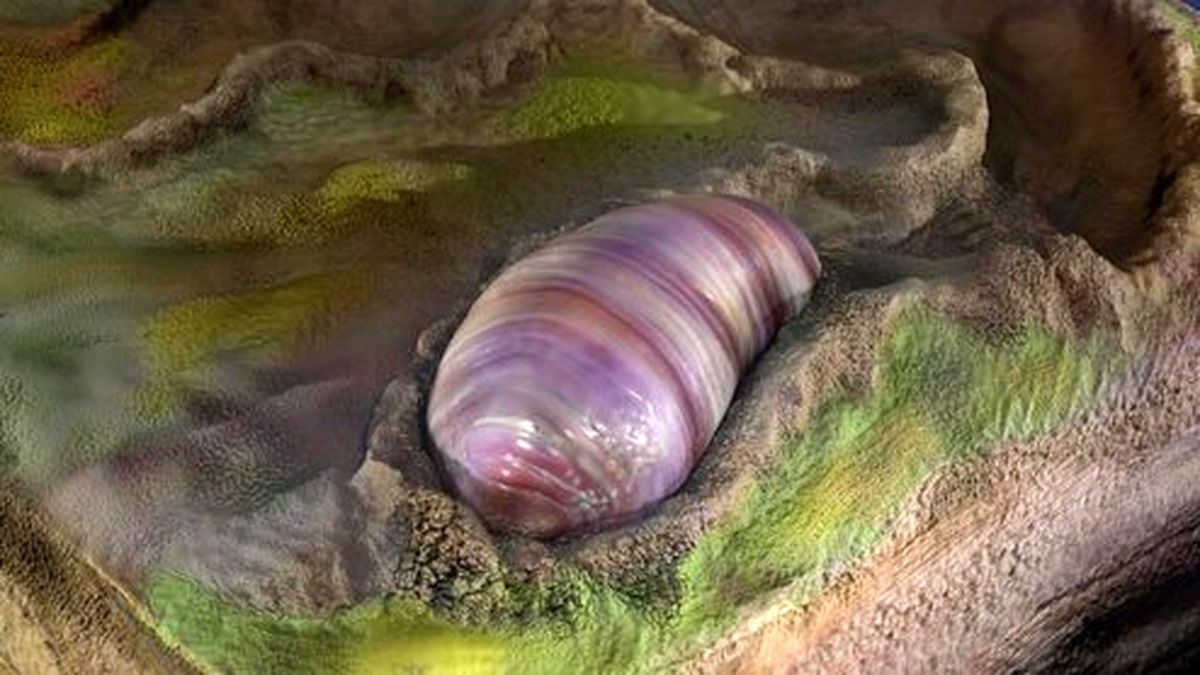 یک کرم احتمالا جد مشترک همه جانوران جهان است! +عکس