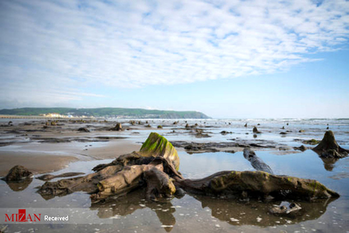 تصاویر: بیرون آمدن جنگل باستانی از زیر آب در ساحل ولز