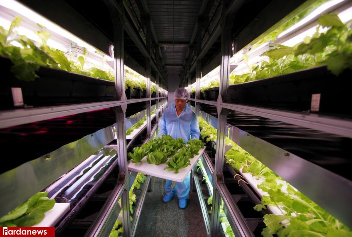 عکس: پرورش کاهوهای مصنوعی