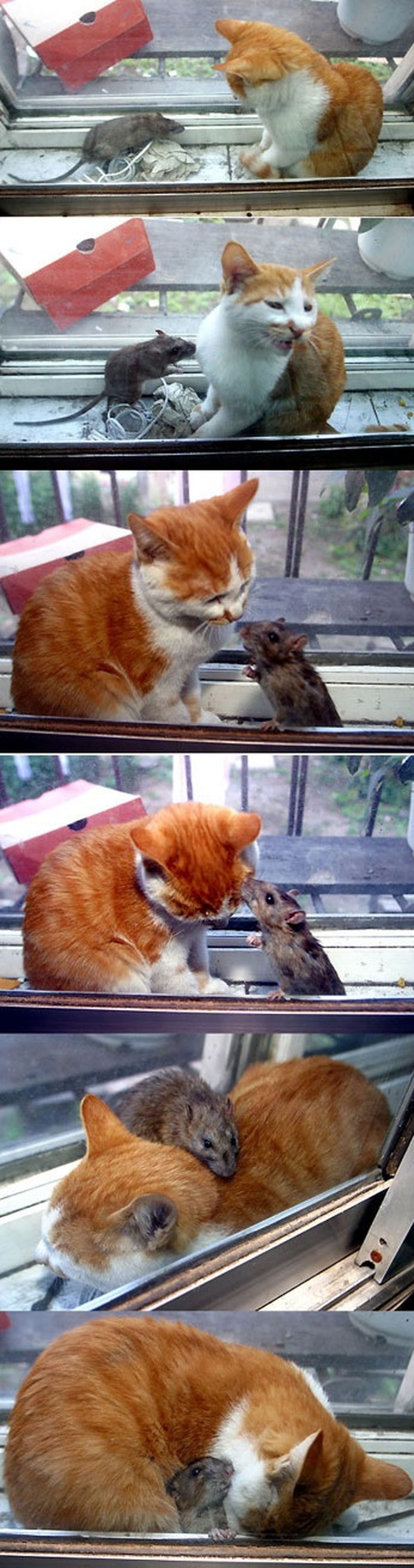 همزیستی موش و گربه! /تصاویر