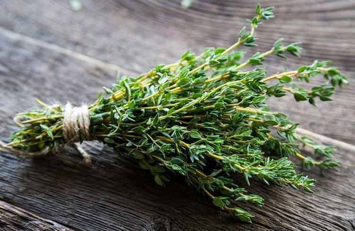 این سبزی‌ها را در آشپزخانه بکارید و از نتیجه کارتان لذت ببرید