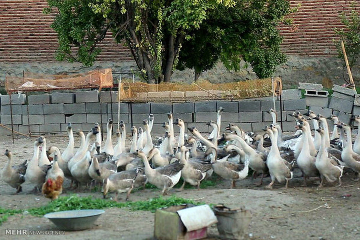 مهندس کامپیوتری که غاز می‌چراند! +تصاویر