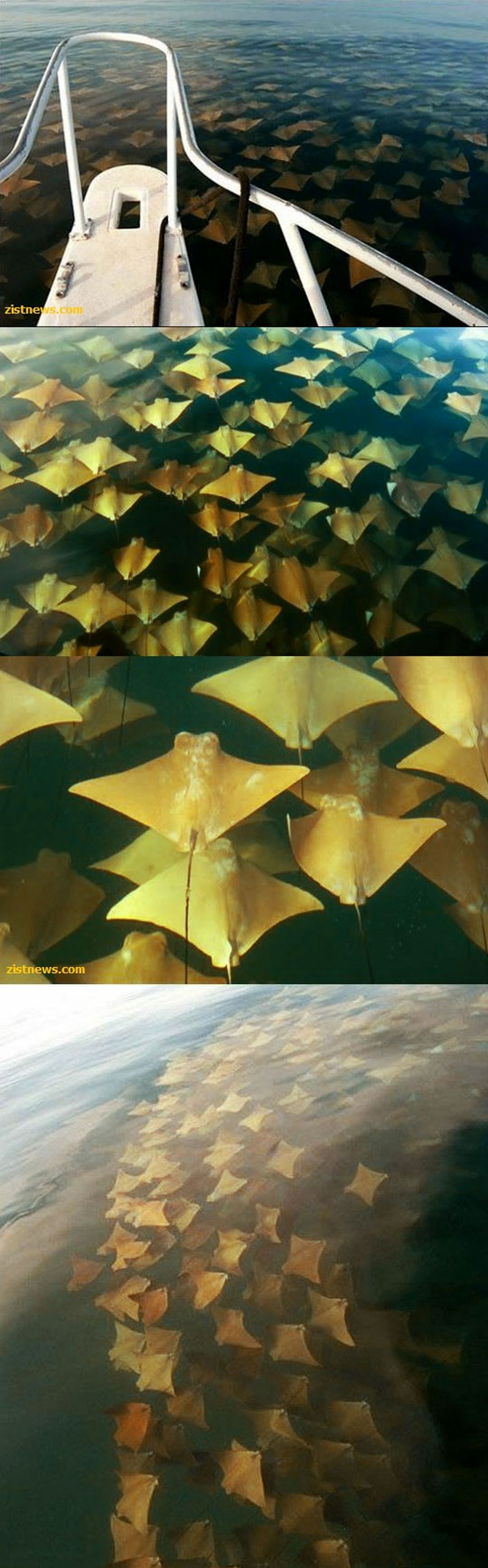 ترافیک اقیانوسی!/عکس