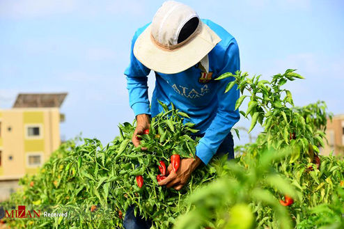 تصاویر: نحوه برداشت فلفل قرمز