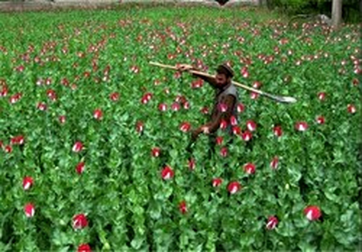 کشف ۷۱کیلوگرم تریاک در داخل غلطک
