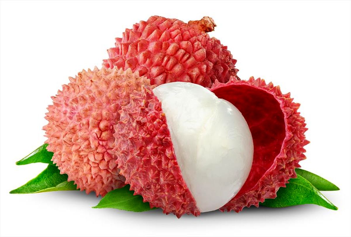 سرخالوی چینی دیده اید!؟/تصاویر