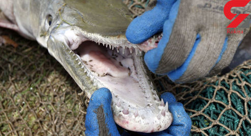 کشف یک موجود مرموز شبیه تمساح +عکس