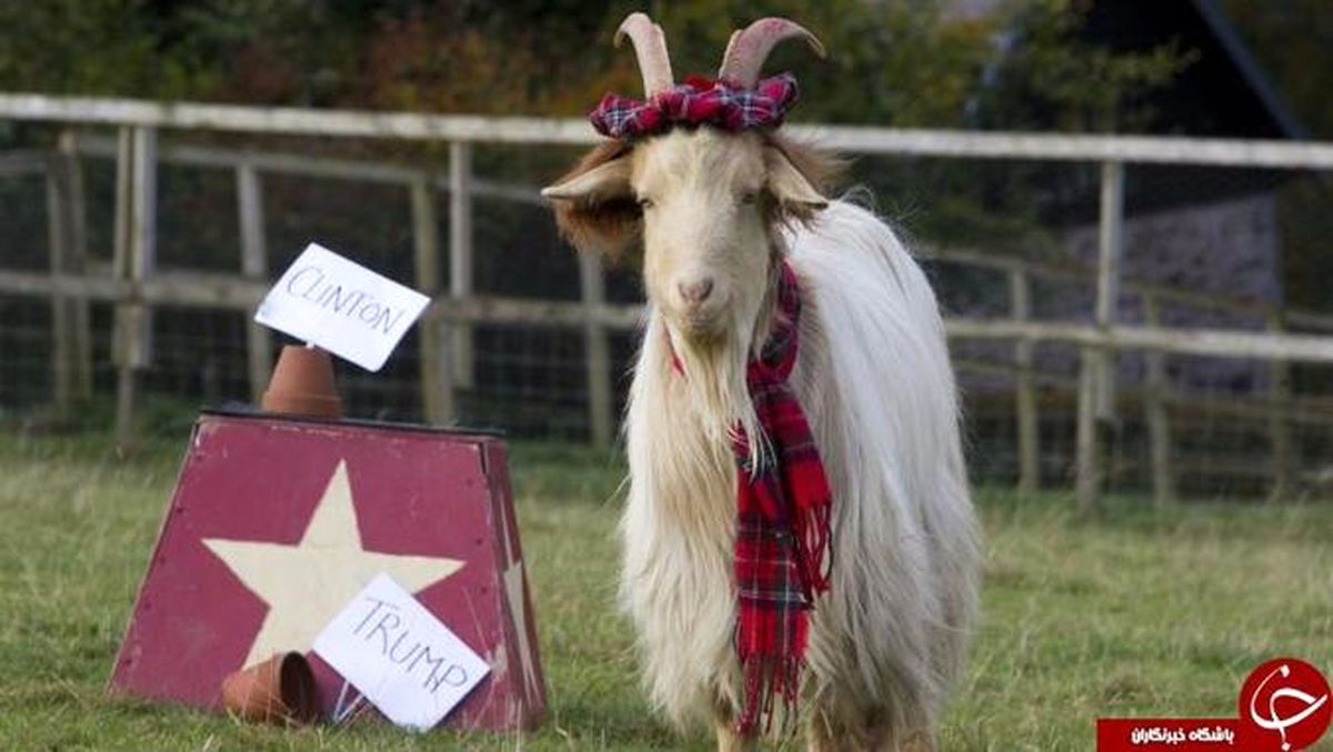 این بز هم به جمع پیشگویان انتخابات آمریکا پیوست +عکس