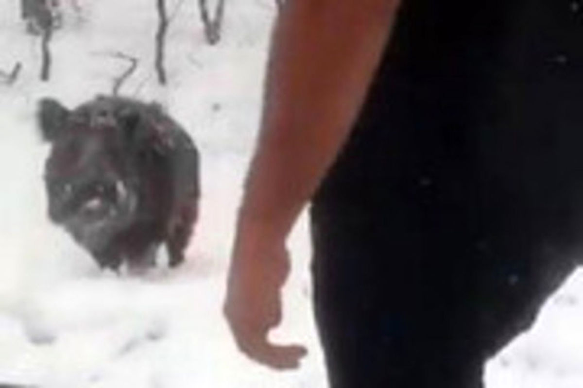 فیلم: هجوم گرازهای گرسنه به حاشیه جاده‌ها از سرمای زیاد