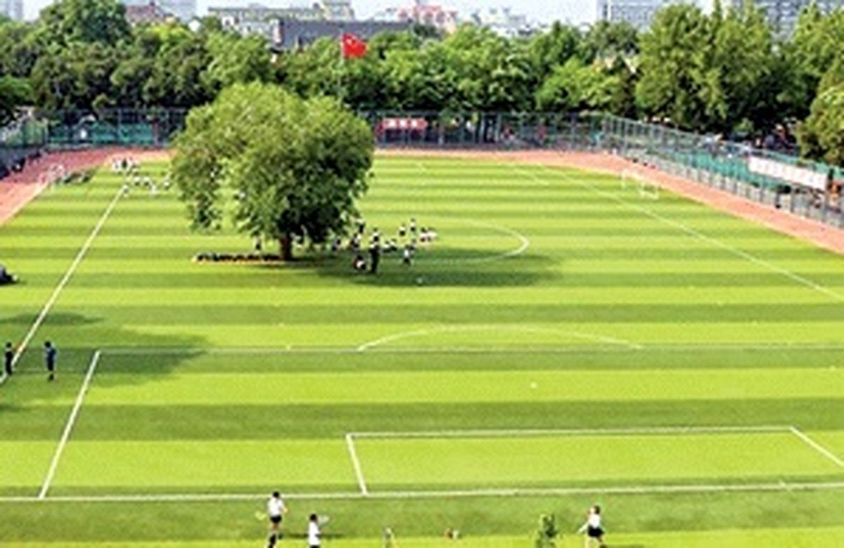 محافظت از درخت ۱۰۰ ساله وسط زمین فوتبال +عکس