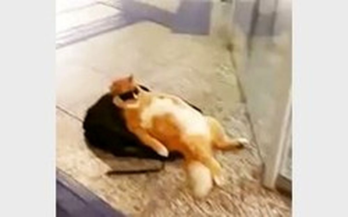 گربه لاکچری در بانک همه را شوکه کرد! +عکس