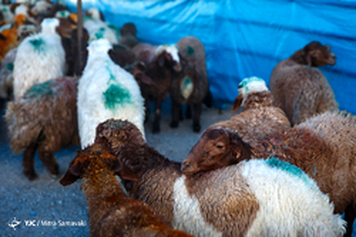 توصیههای بهداشتی برای ذبح دام در عید قربان