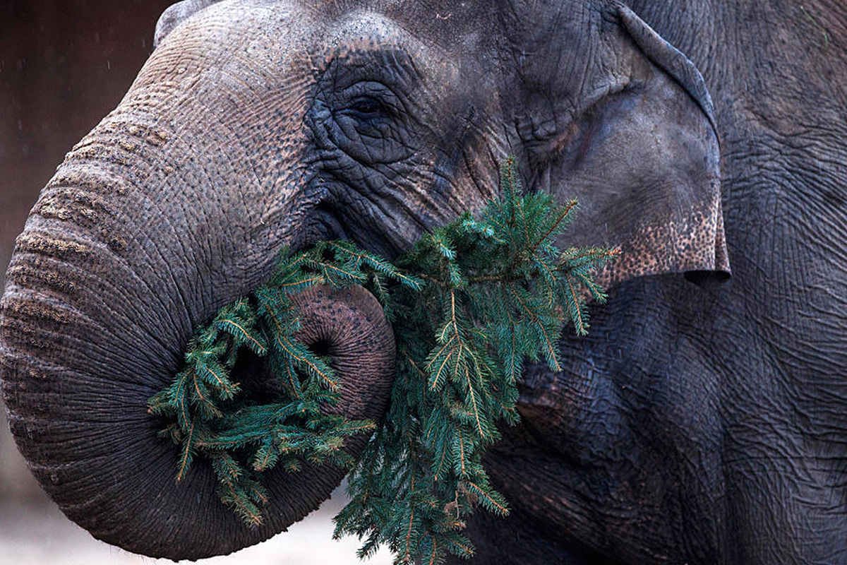 کریسمس نوش جان!/ عکس