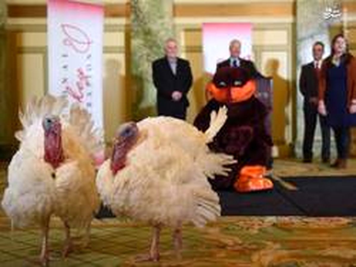 تصاویر: ترامپ در مراسم عفو بوقلمون