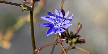 این گیاه می‌تواند پر خوری را کاهش دهد