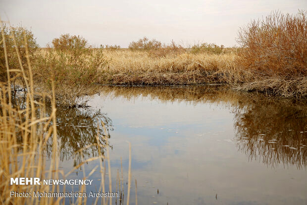 تکذیب ادعای وجود سیانور و آرسنیک در گرد و غبار تالاب بندعلیخان 