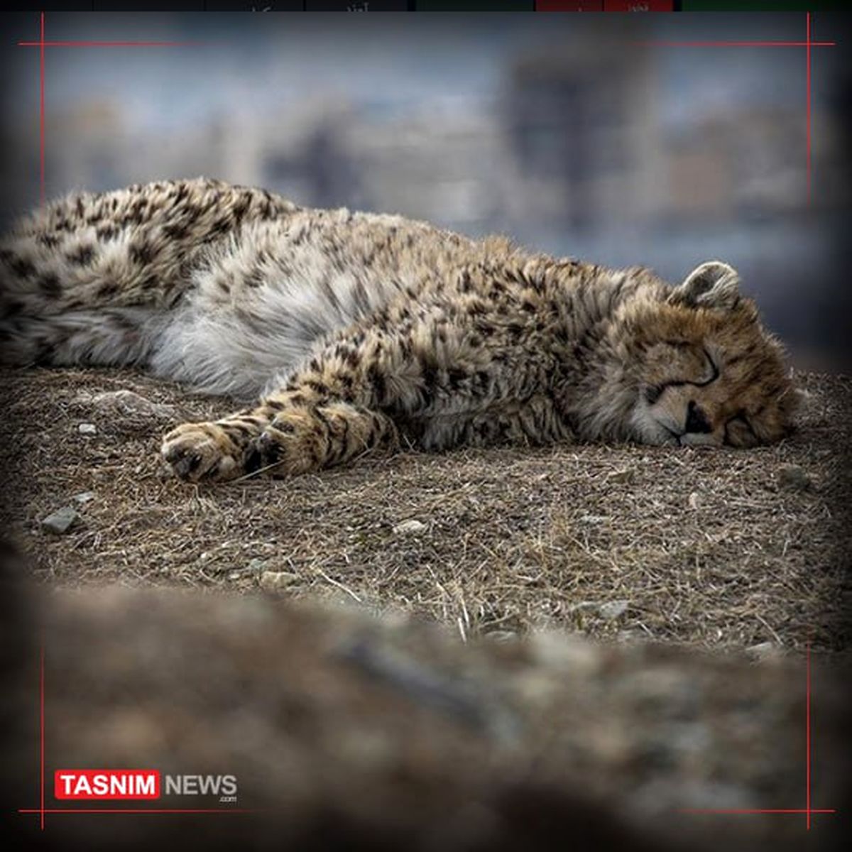 نشست ویژه مجلس برای بررسی علت مرگ «پیروز»