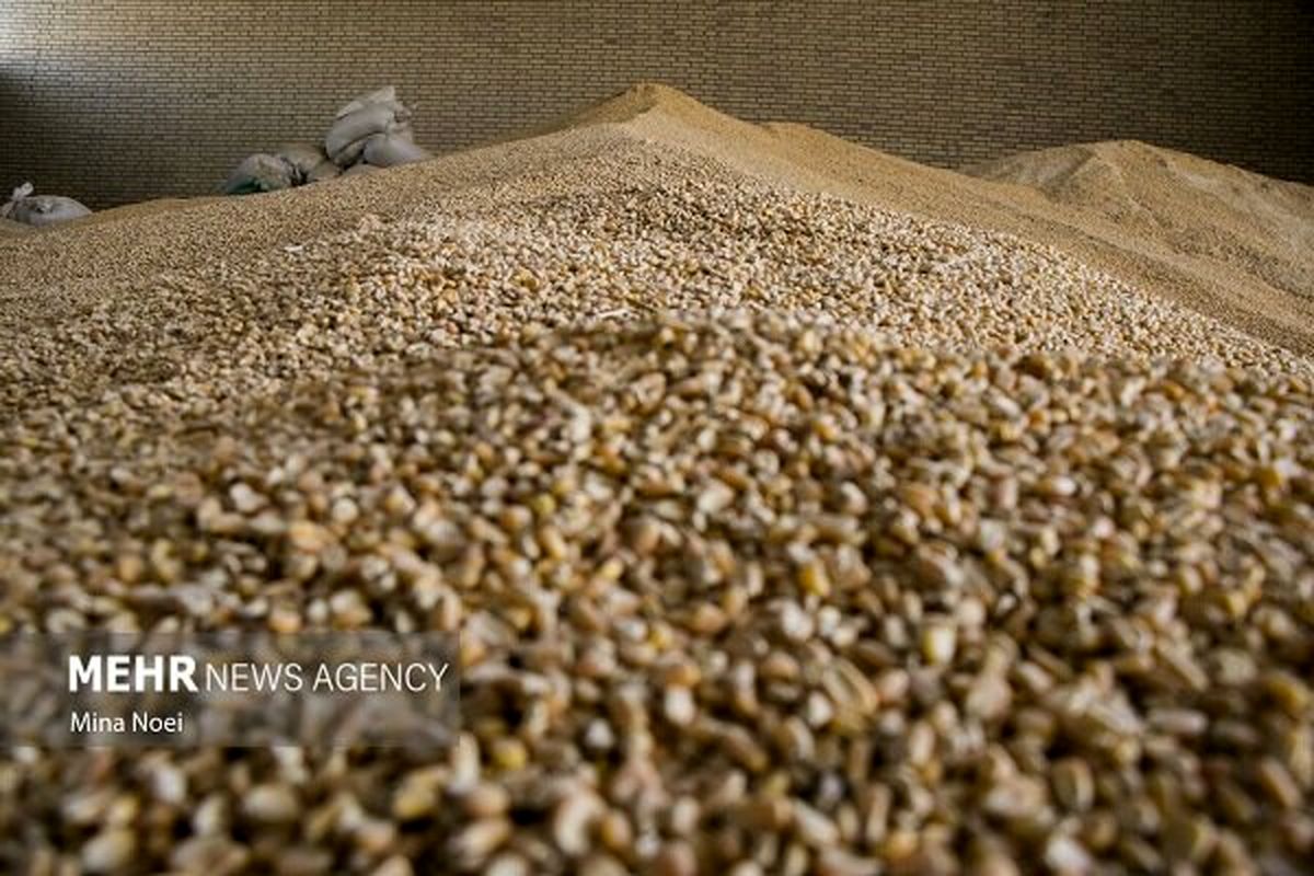 ورود قوه قضاییه به بحران نهاده‌های دامی