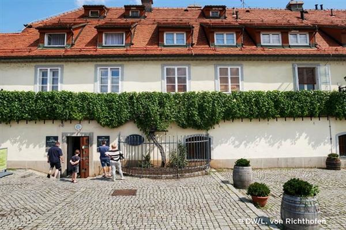 قدیمی ترین تاک انگور جهان گینسی می شود؟