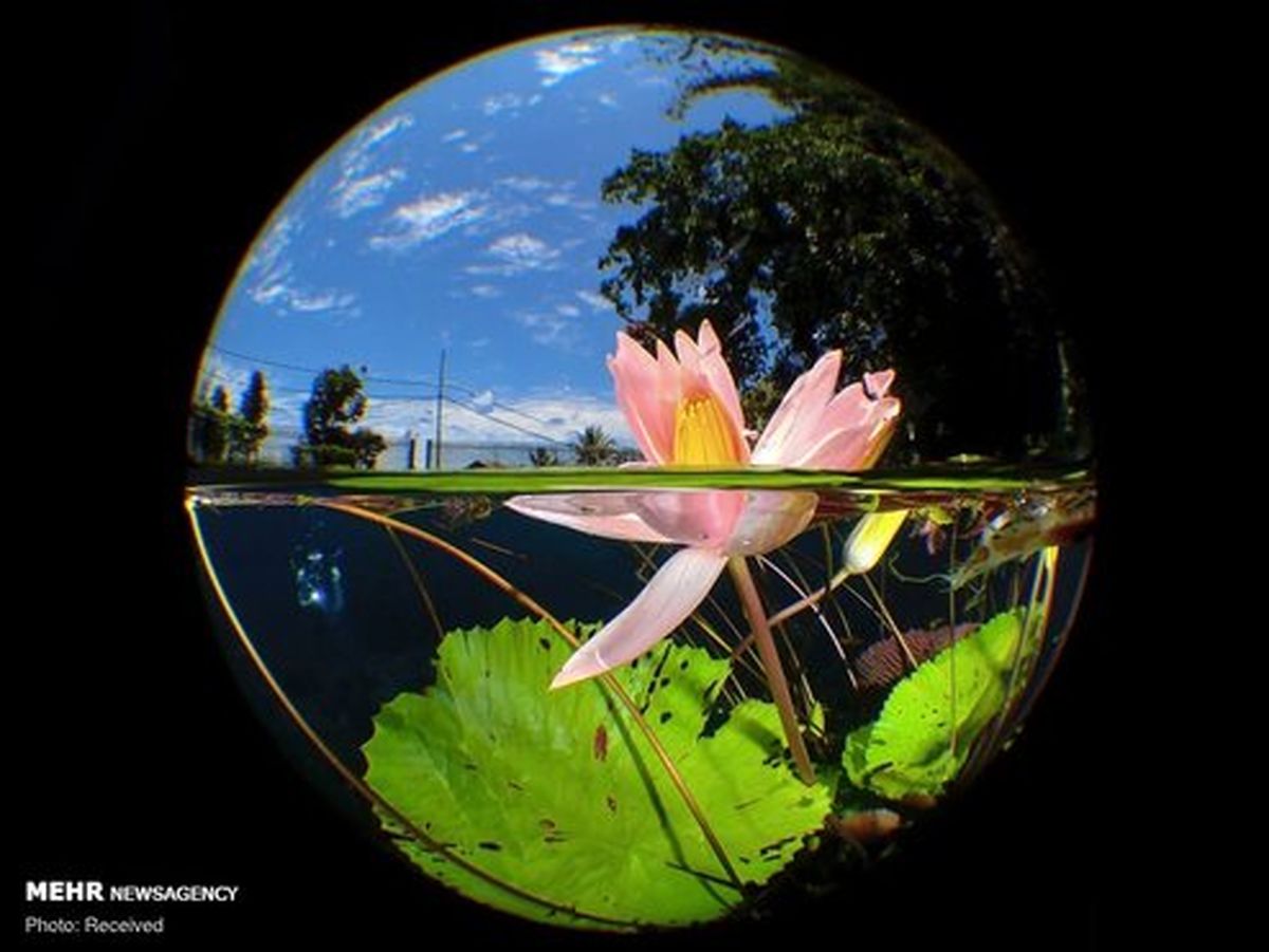 تصاویر: برندگان مسابقه عکاسی زیر آب سال ۲۰۲۰