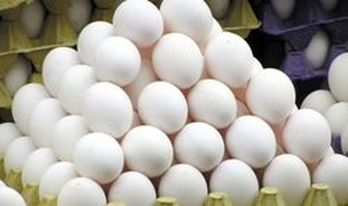 تخم مرغ اندکی ارزان شد