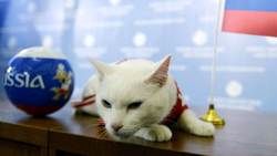 گربه پیشگو: ایران برنده بازی با مراکش است!