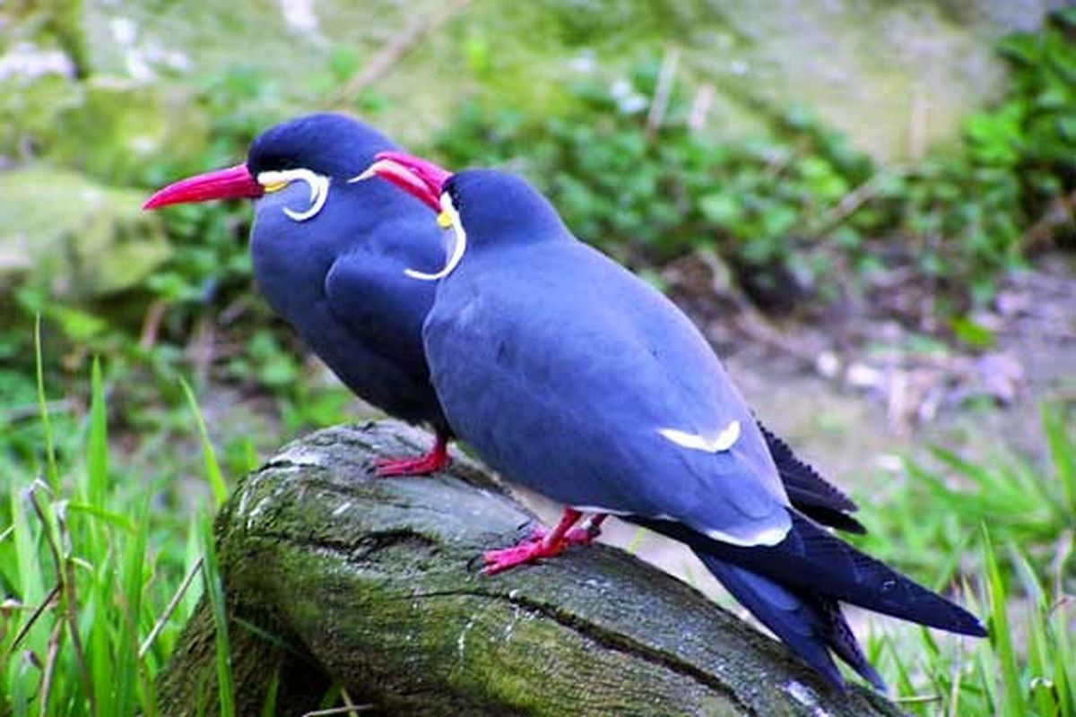 عکس/ مرغ سیبیل دار