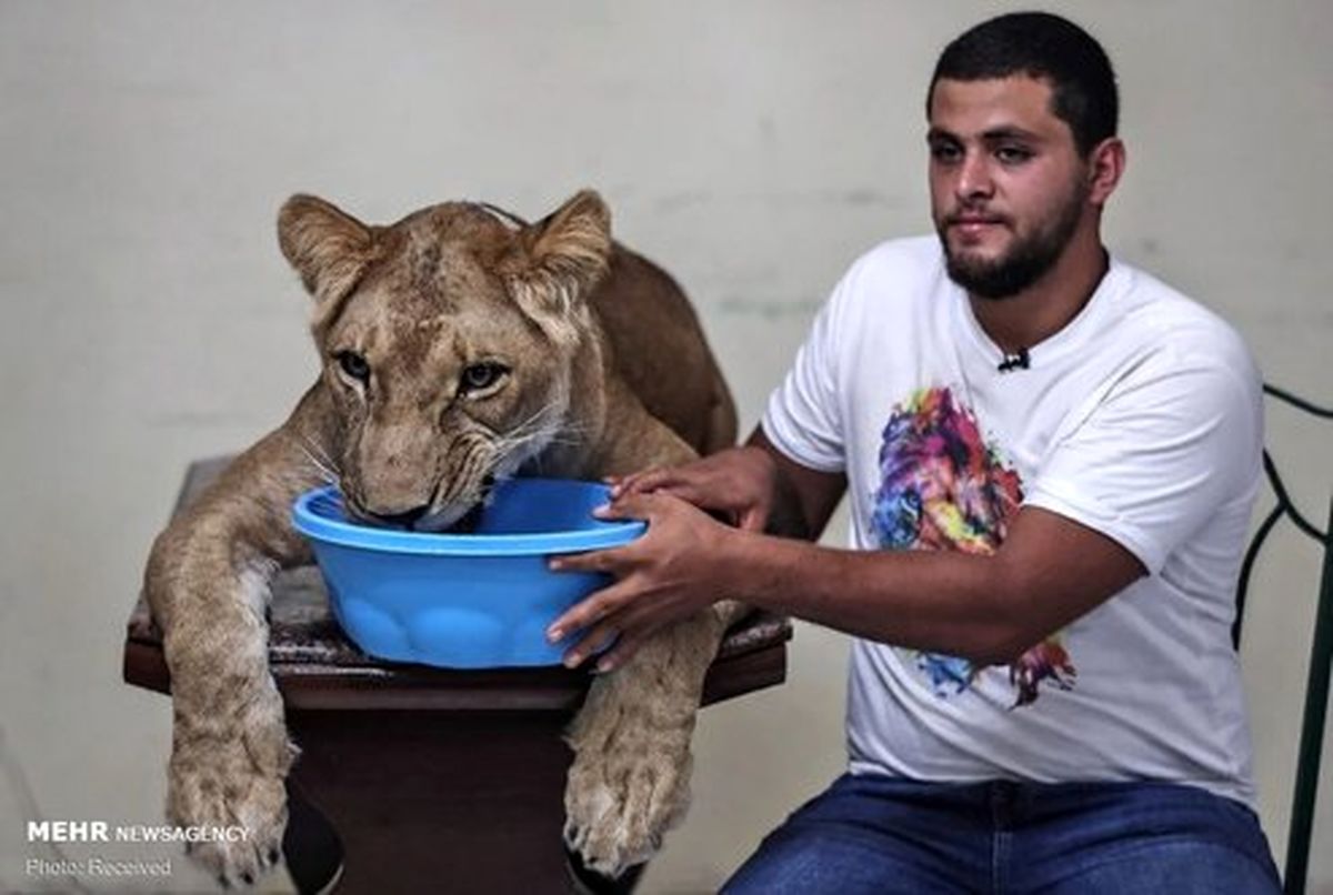 تصاویر: آموزش شیر سیرک در خانه