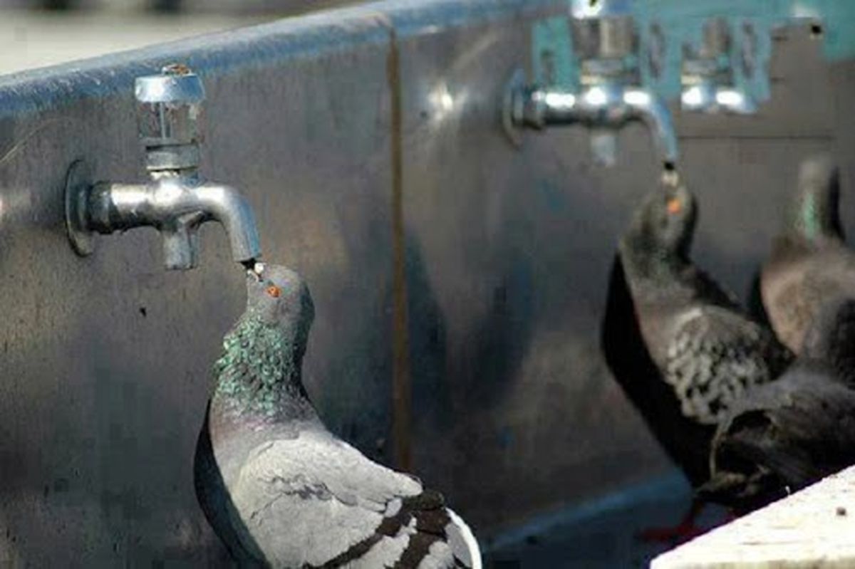آب خوردن جالب کبوترها/عکس