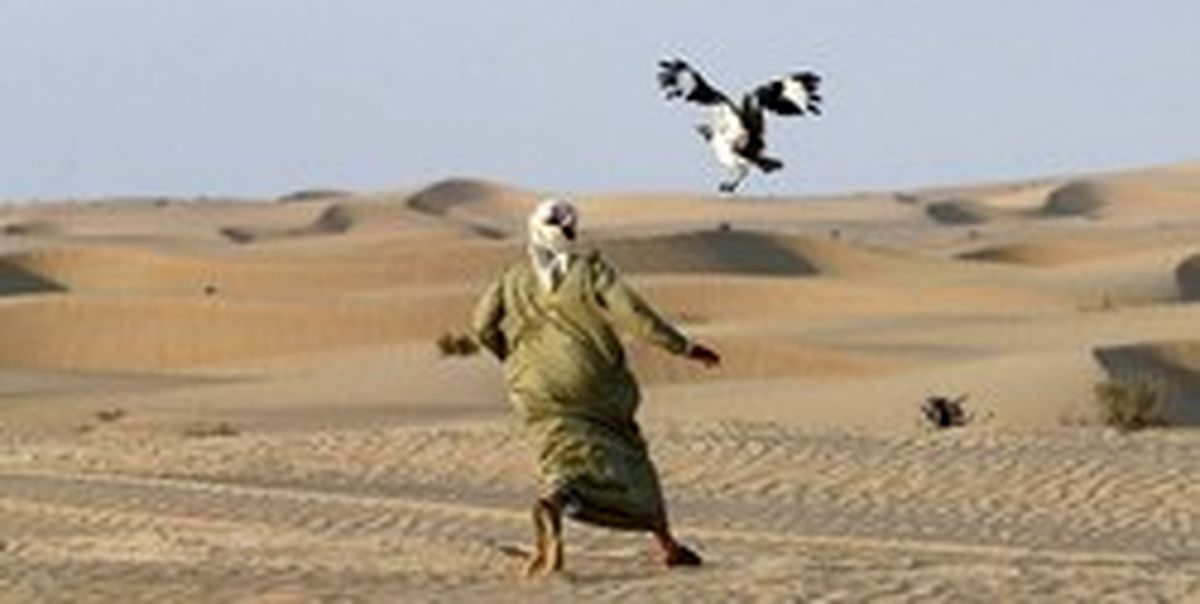 شکار پرنده نادر «هوبره»؛ تفریح شیوخ عرب در قزاقستان