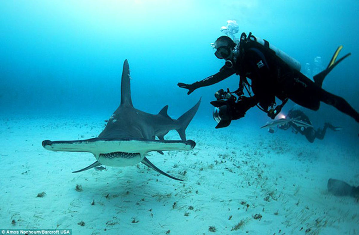 عکاسی که خود را طعمه کوسه کرد