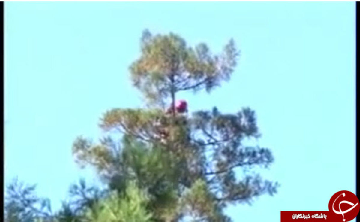 بلند‌ترین درخت جهان +عکس