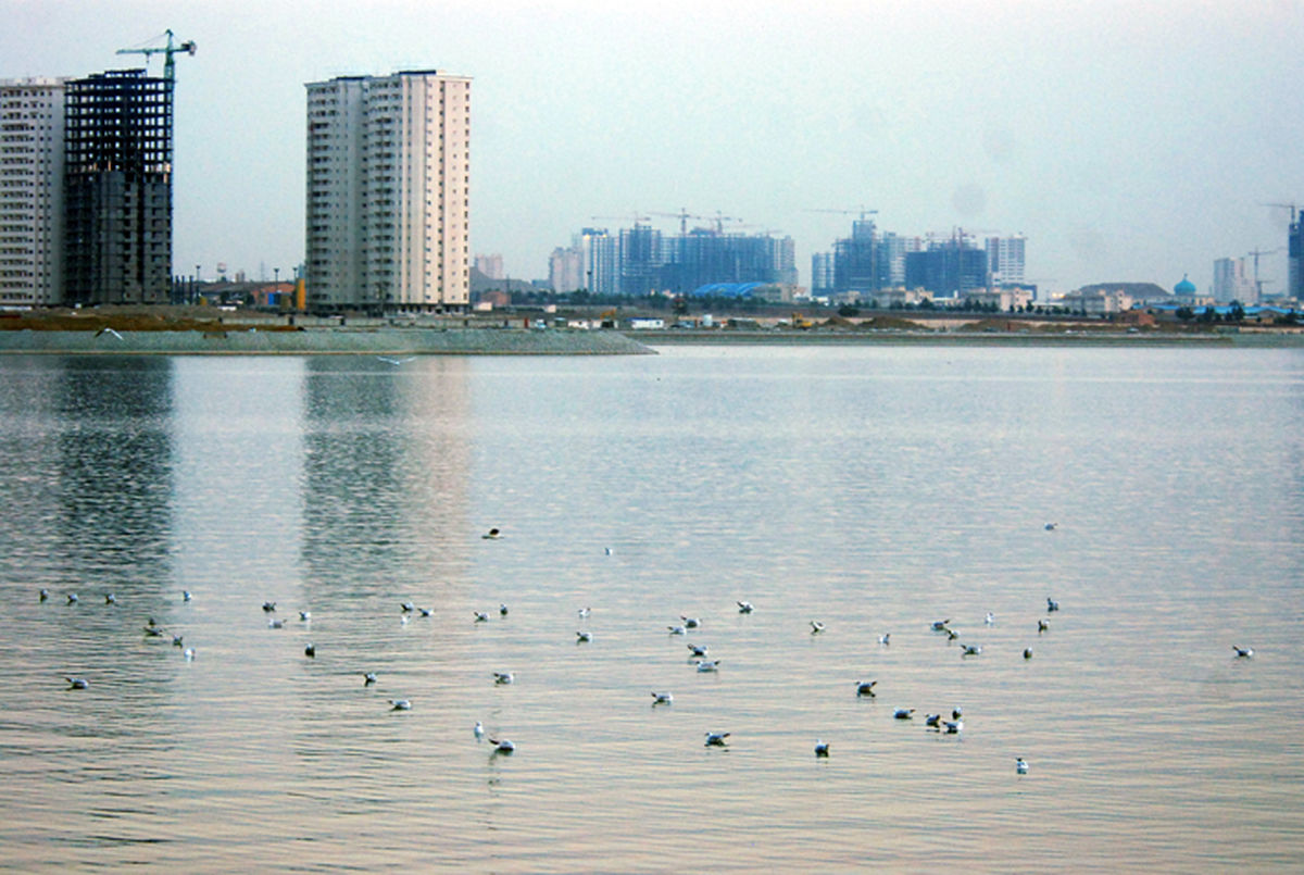 پرندگاندریاییمهمان منطقه22شدند/عکس