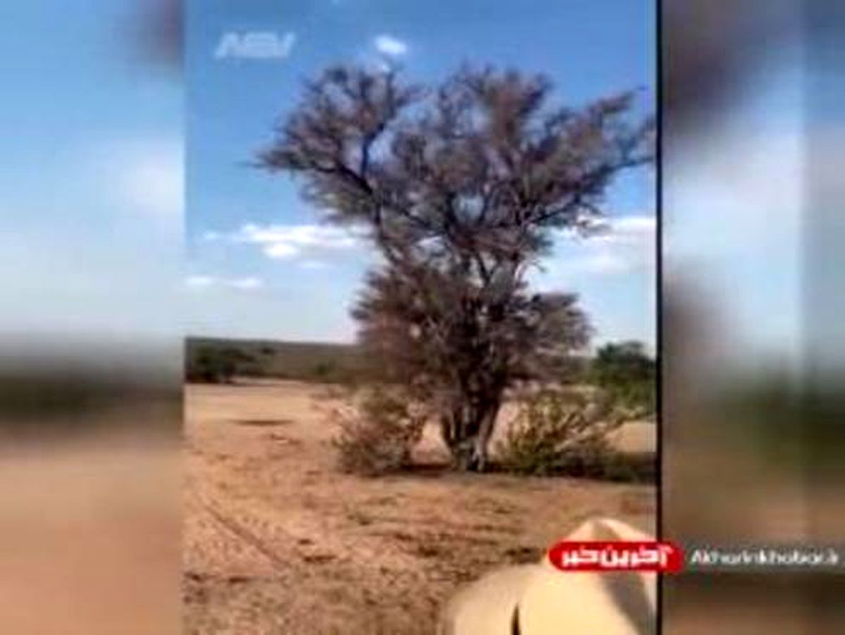 شکار میمون روی درخت توسط پلنگ! +فیلم