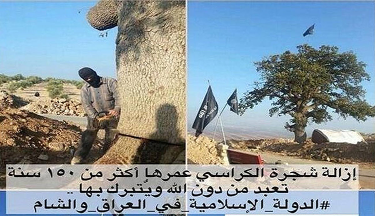 داعش،درخت150ساله رااعدام کرد!/عکس