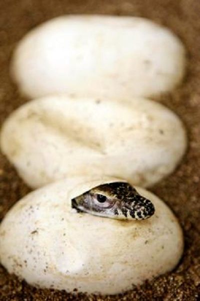 اولین قل/عکس