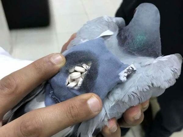 توقیف ۳۰ کبوتر مظنون به حمل مواد در کرمانشاه +عکس