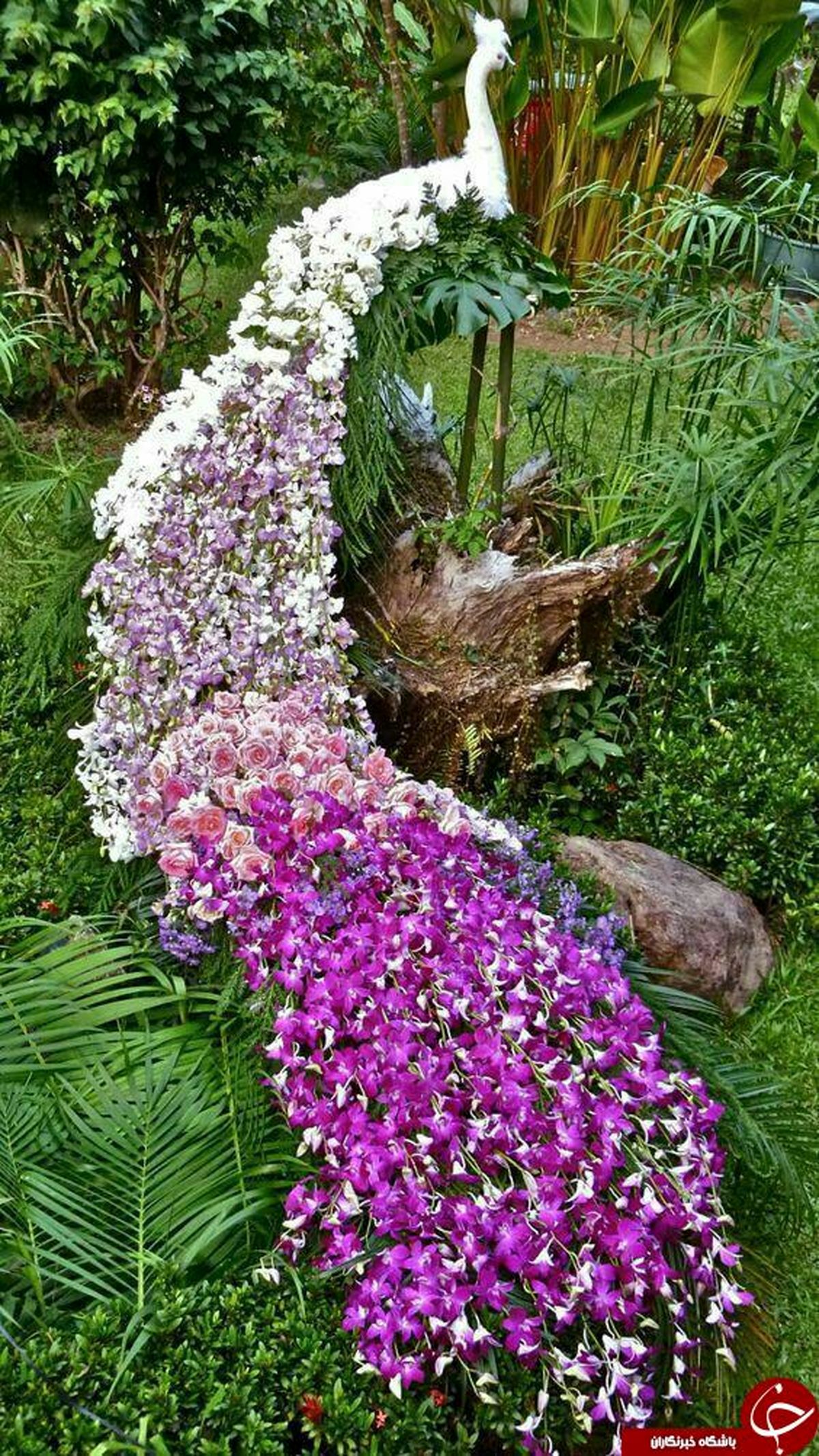 ظهور طاووس های رونده +تصاویر