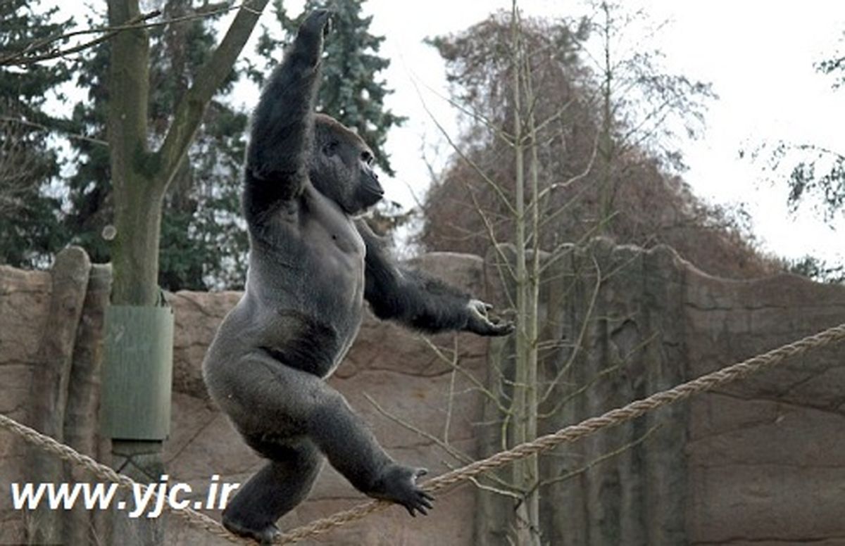 گوریل بندباز/ عکس